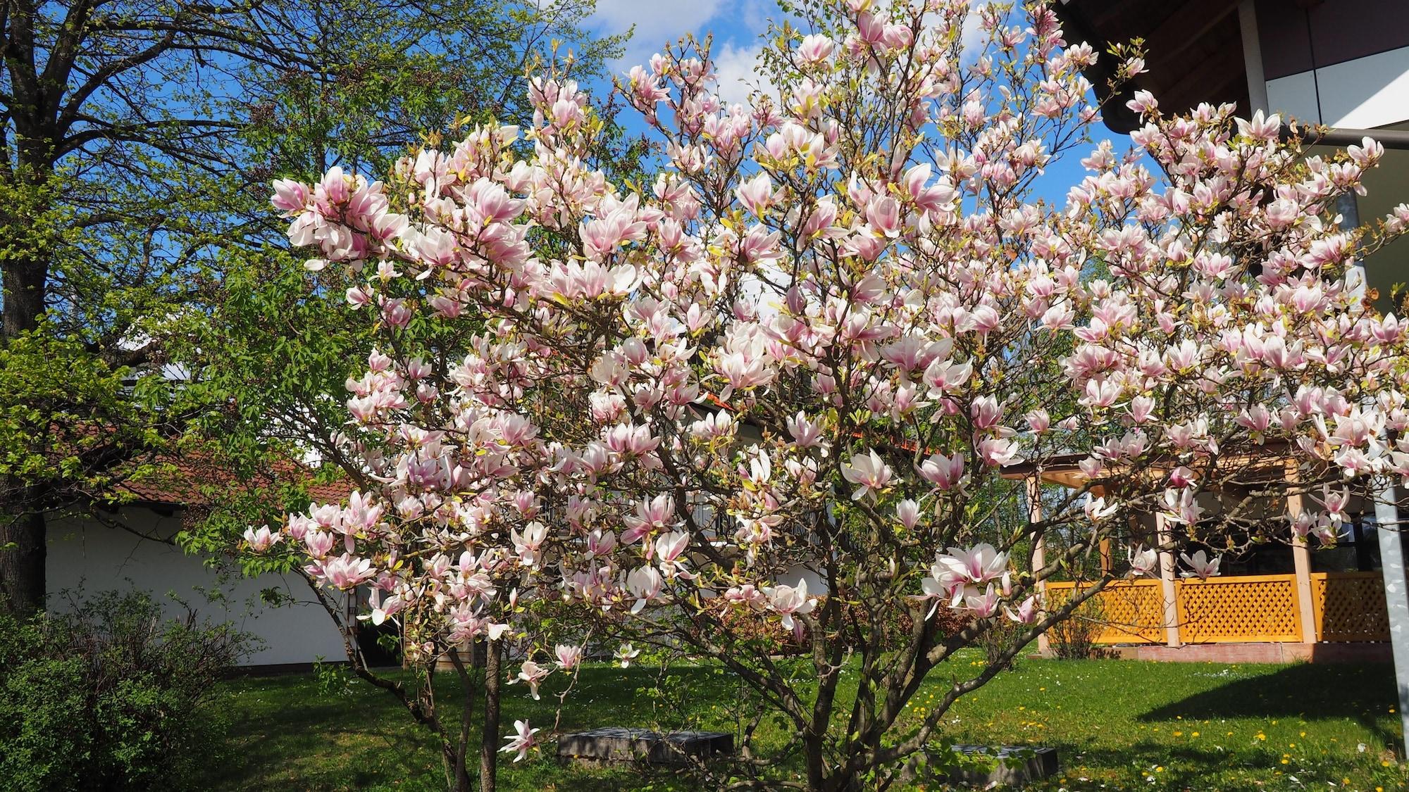 Hotel Am Moosfeld Múnich Exterior foto Magnolia × soulangeana 'Aurea'