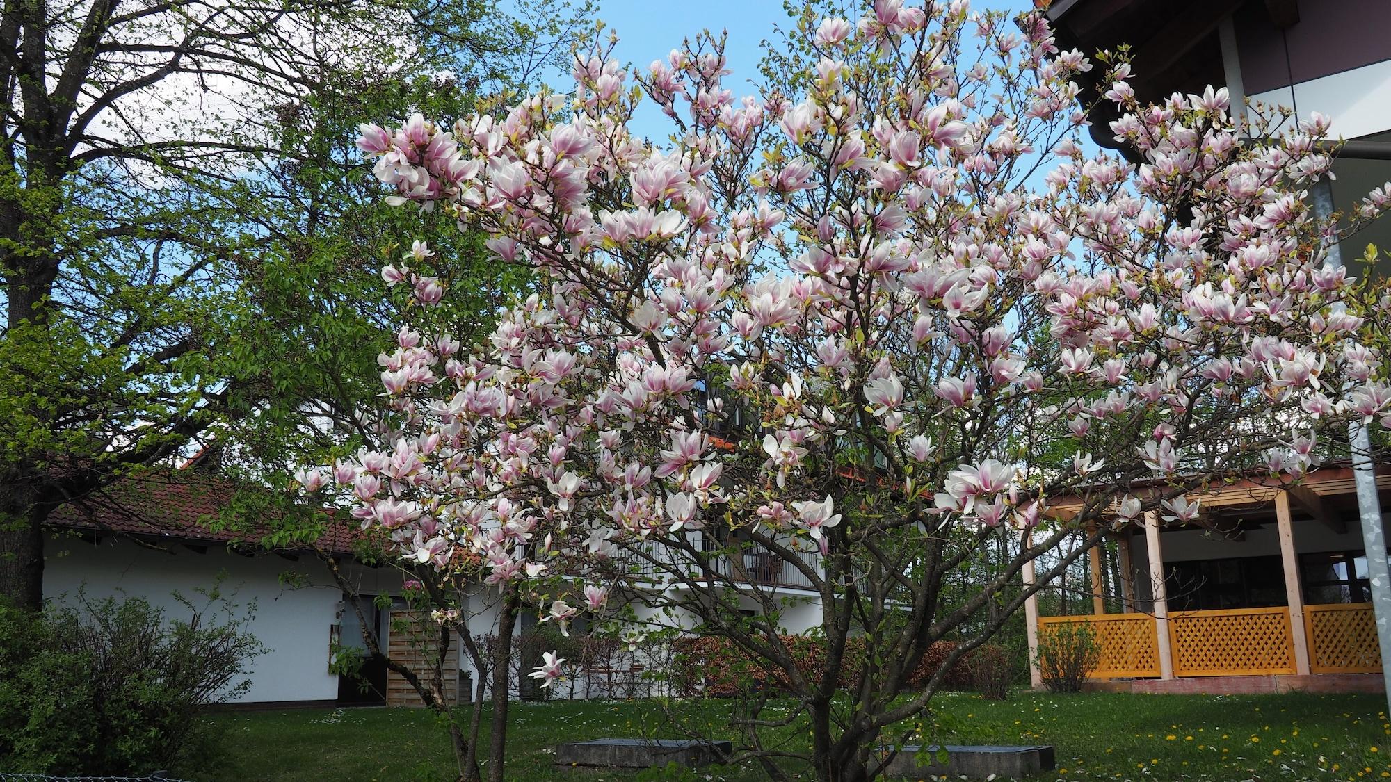 Hotel Am Moosfeld Múnich Exterior foto Magnolia × souleiadoi